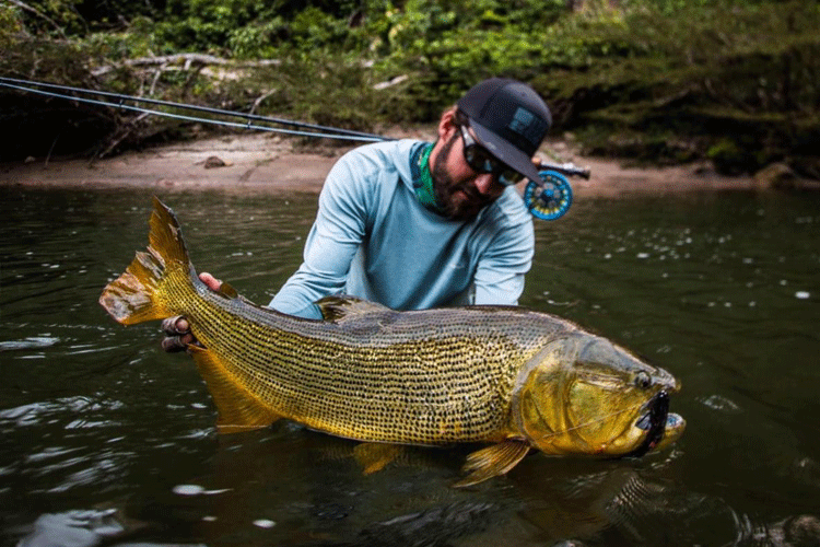 Golden dorado