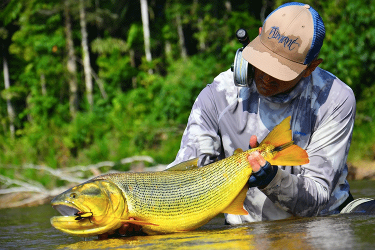 Golden Dorado