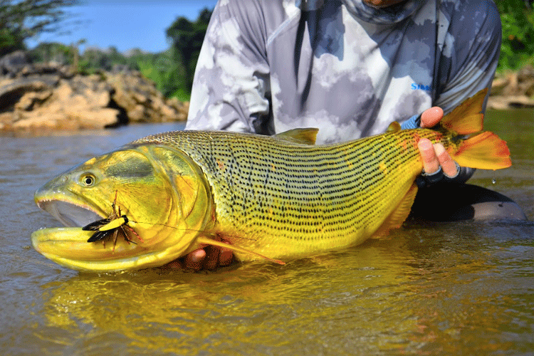 Golden Dorado