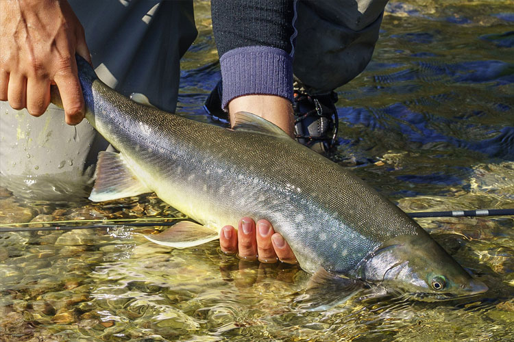 sea-run arctic char