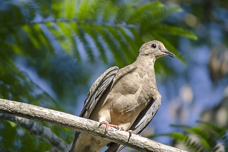 Female eared dove