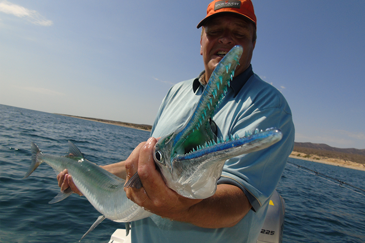 Needlefish