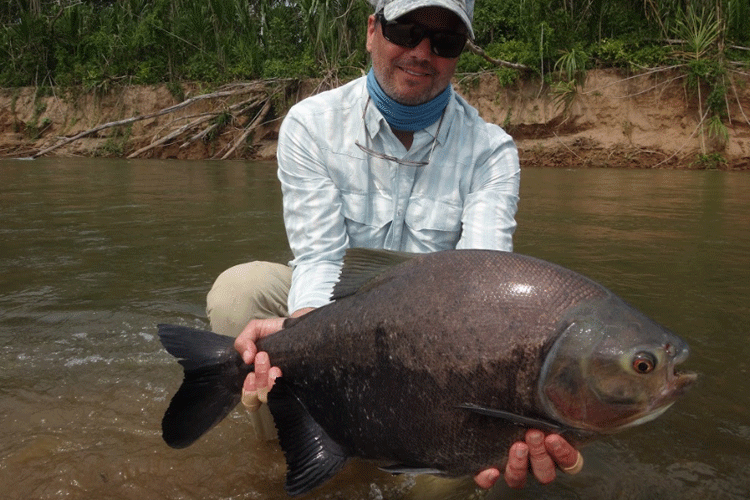 Bolivian Pacu