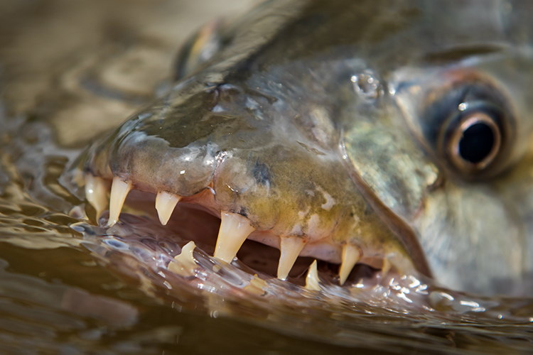 Tigerfish