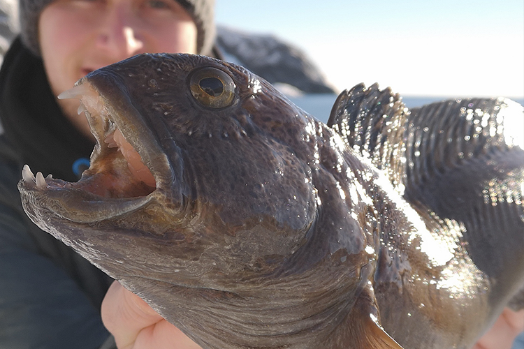 Wolf fish