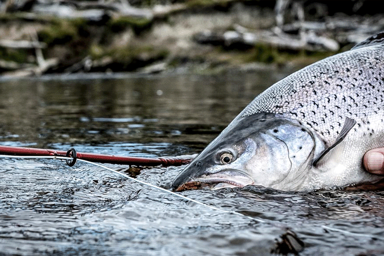 Sea Trout