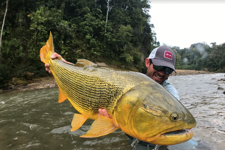 Golden Dorado