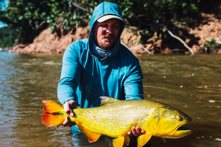 Golden dorado