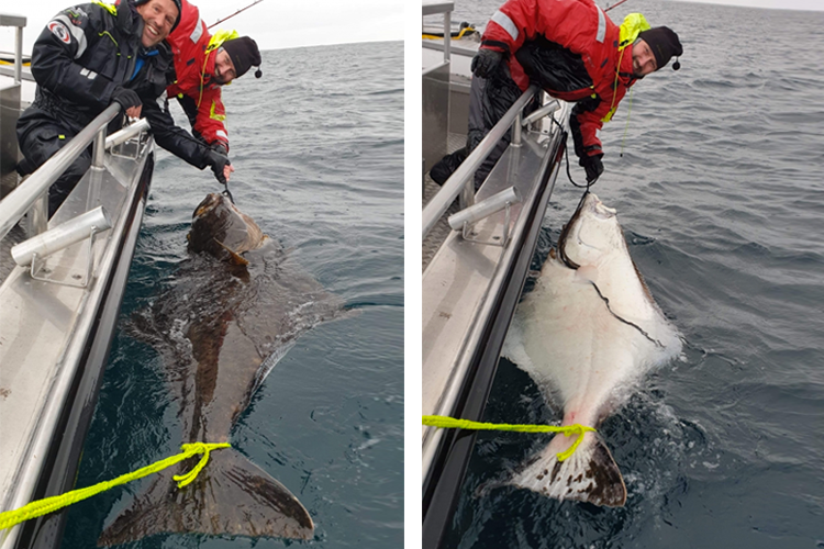 200cm halibut