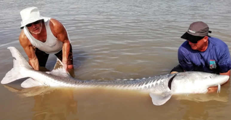 CASCADE STURGEON FISHING