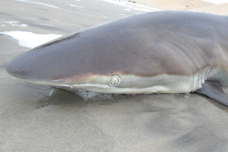 Bronze Whaler Fishing