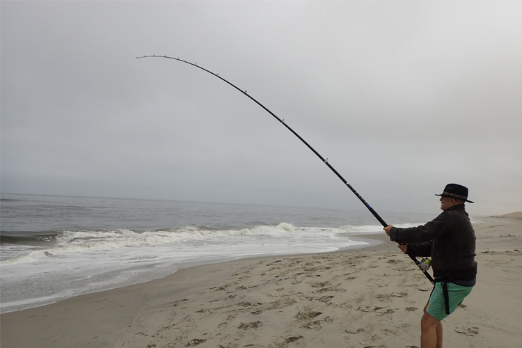 Bronze Whaler Shark Fishing, Fishing Trips