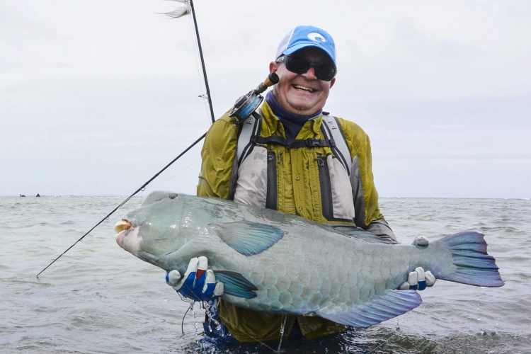 Bumphead Parrotfish