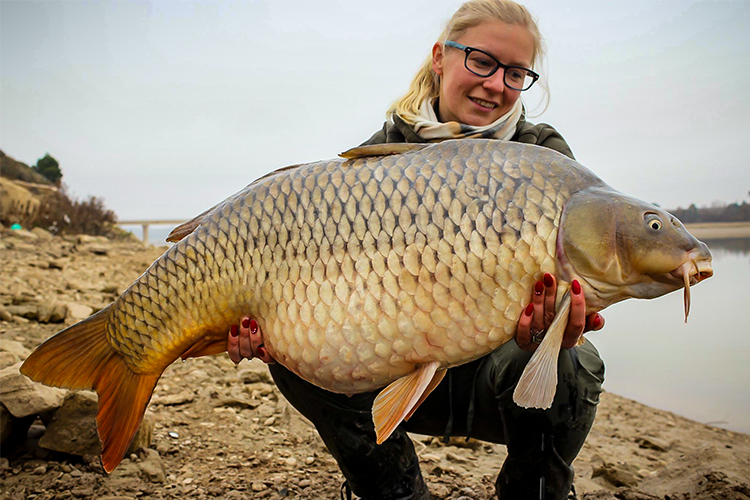 Huge common carp from spain