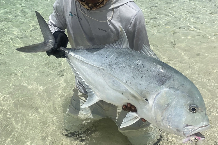 Giant Trevally