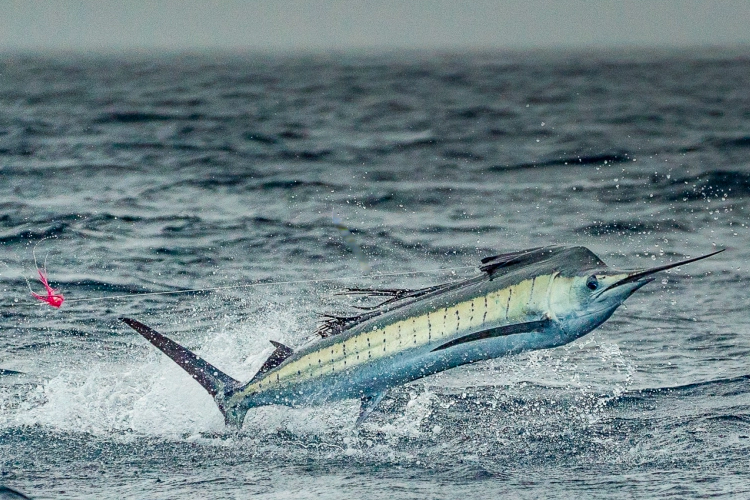 Sailfish