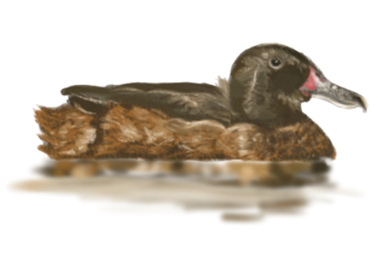 Black-Headed Duck