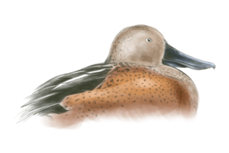 Red Shoveler