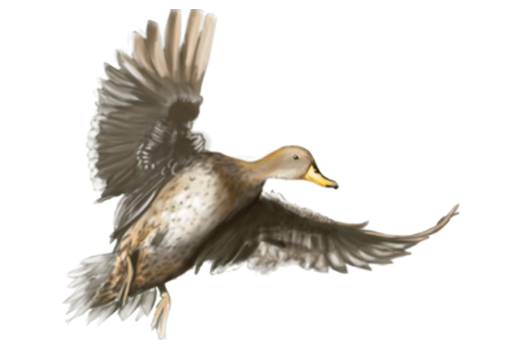 Yellow-Billed Pintail