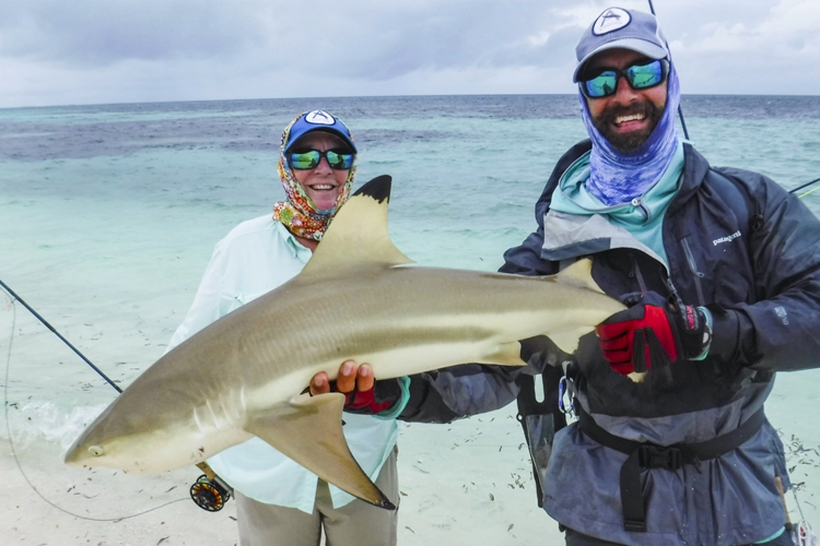 Shark fishing