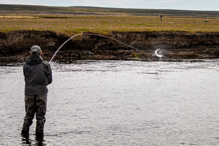 Sea trout