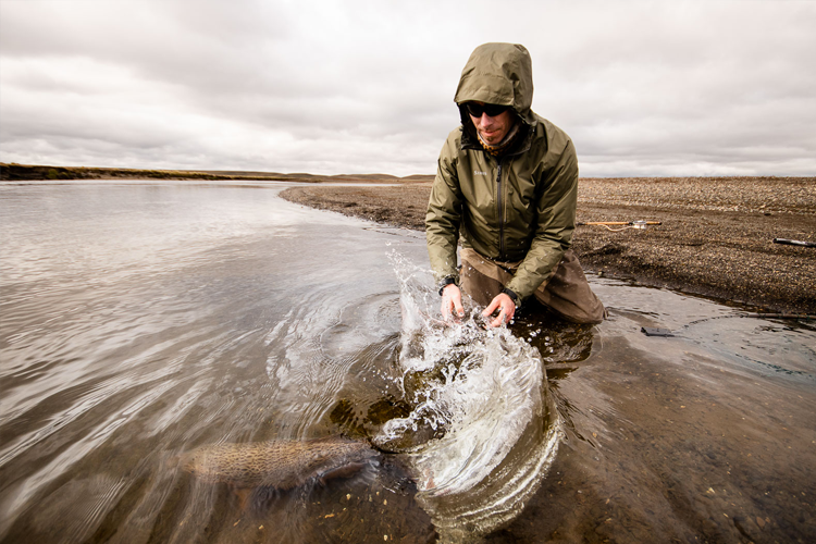 A sea trout on the bank