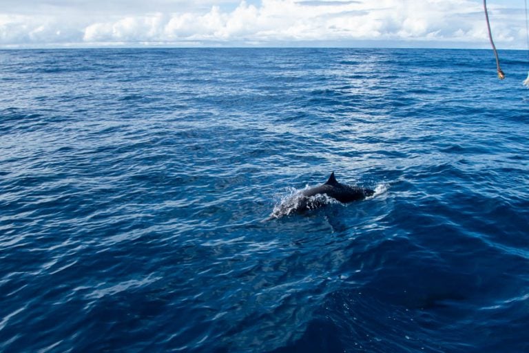 jumping dolphin