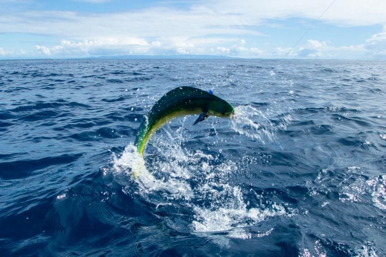 jumping dorado