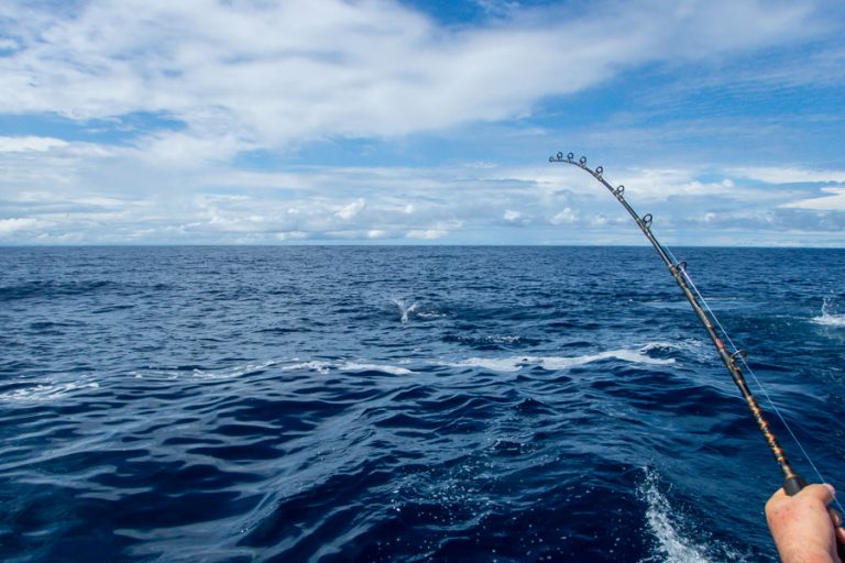 angler catches dorado