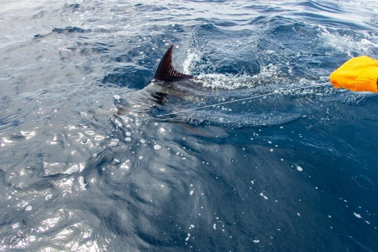 the fin of a marlin