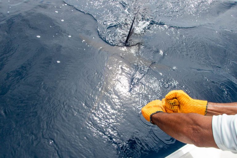 releasing a marlin