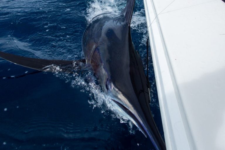 billfish close up