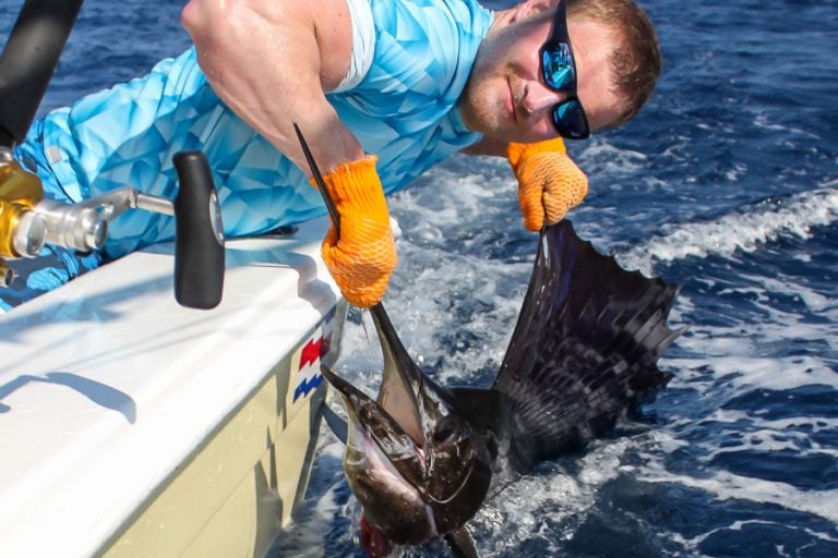 magical sailfish in the water