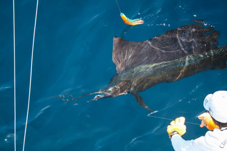 sailfish at crocodile bay