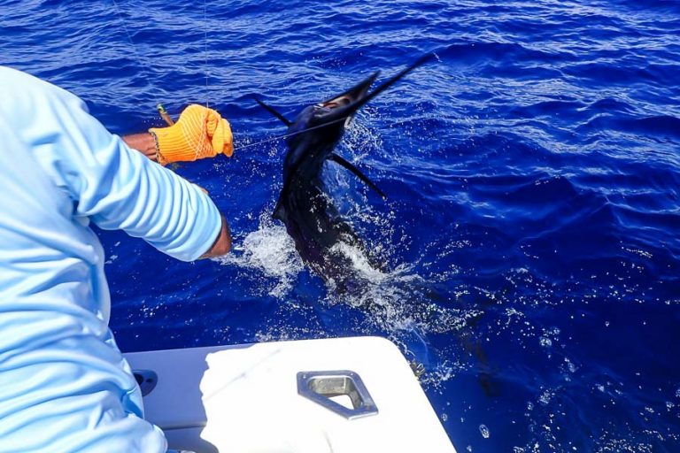 sailfish thrashing around