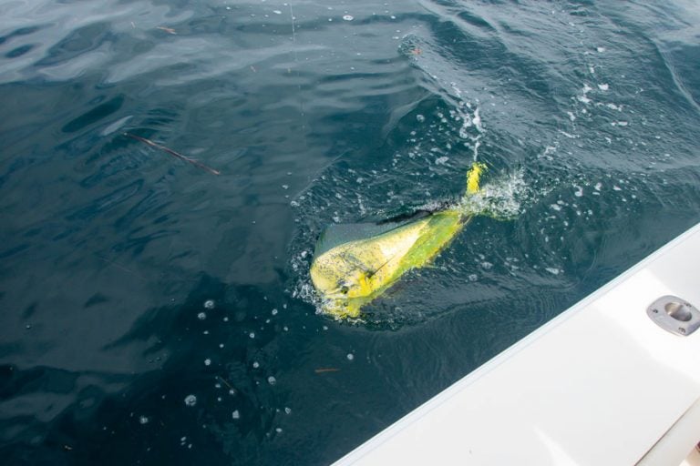 dorado in the clear blue sea