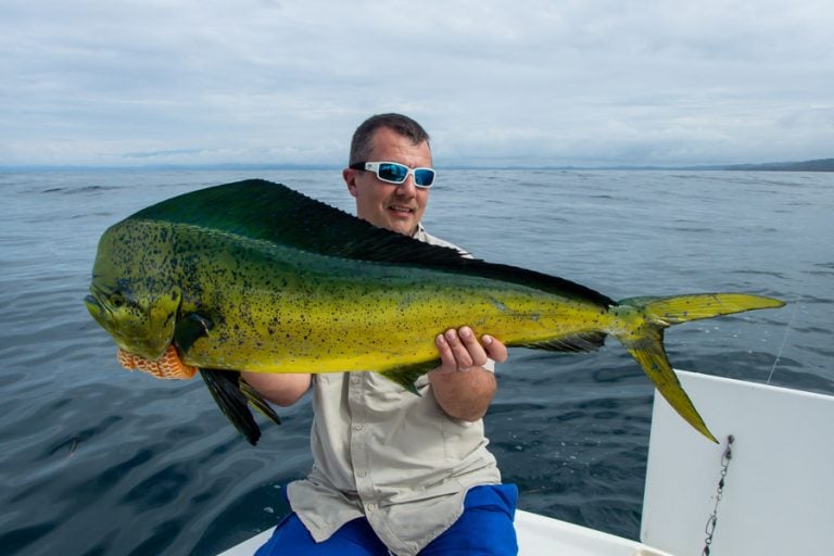 colourful dorado landed