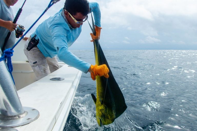 dorado onboard boat