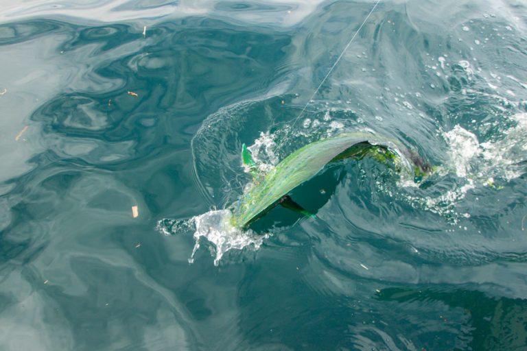 dorado fishing crocodile bay