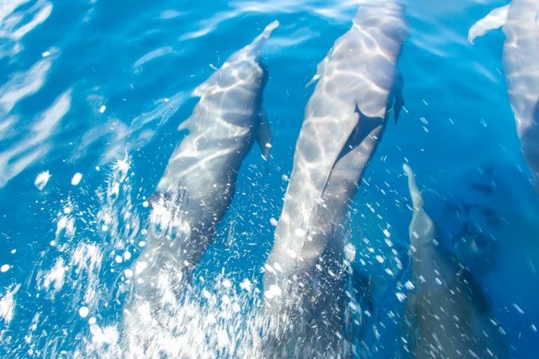 dolphins chasing boat