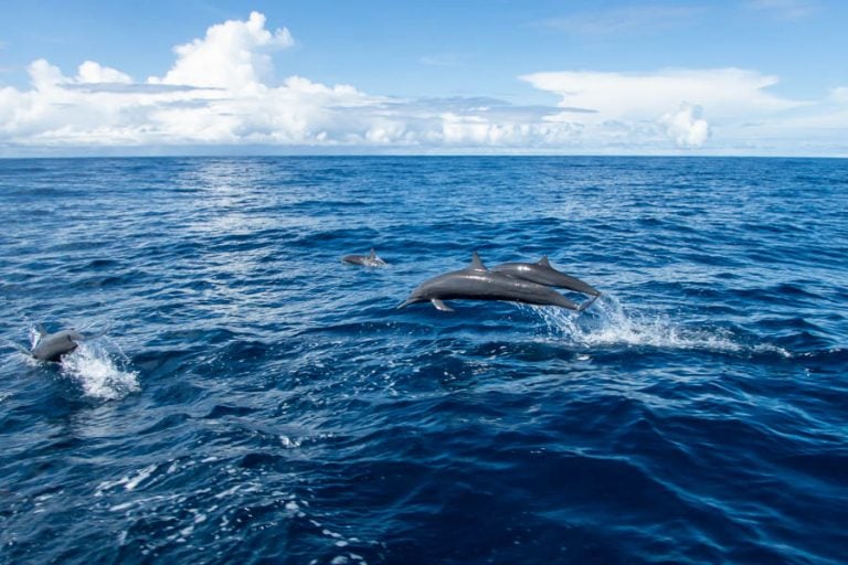 dolphins messing around