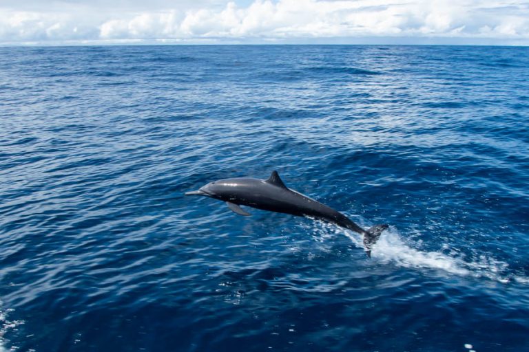 family of dolphins