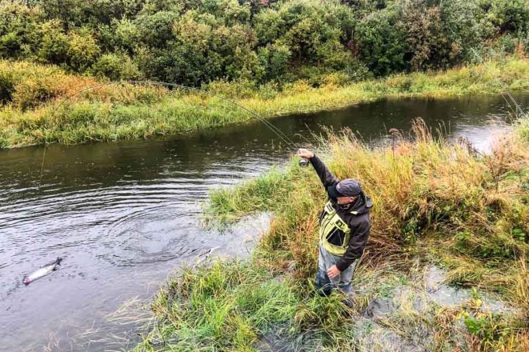 Peter Collingsworth playing silver salmon in back waters of the goodnews river alaska