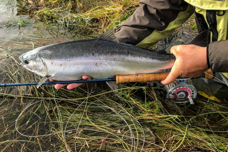 returning a silver salmon to the water