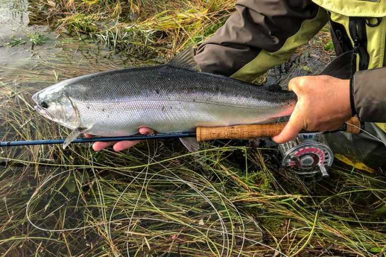 returning a silver salmon to the water