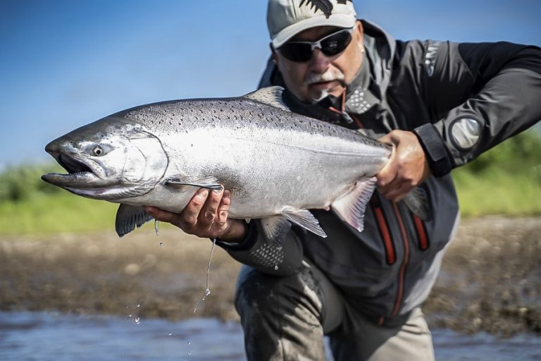 Close up shot of a king salmon