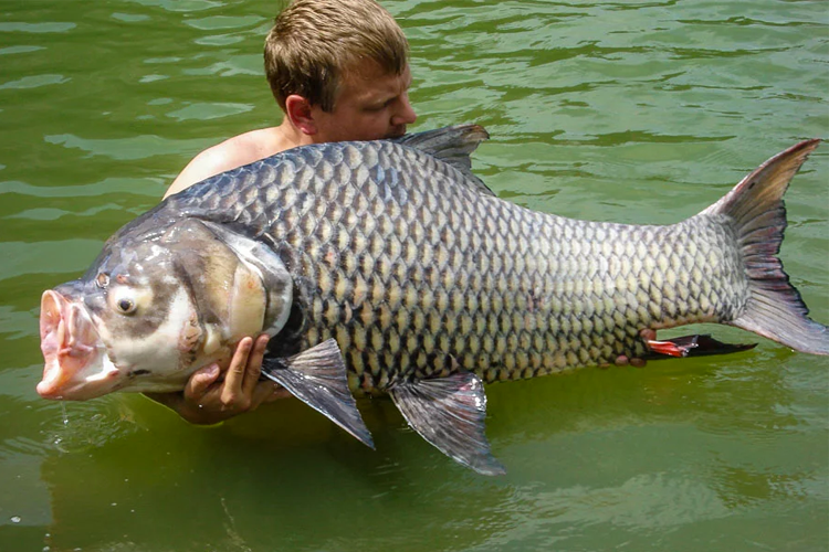 Siamese Carp