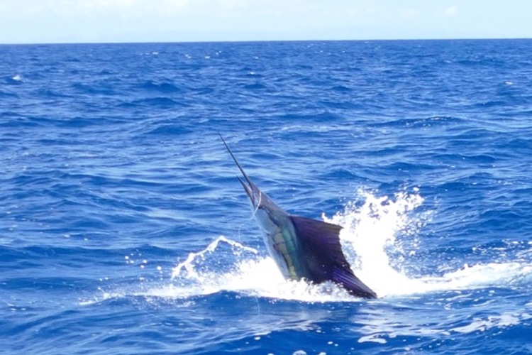 Tailwalking Sailfish