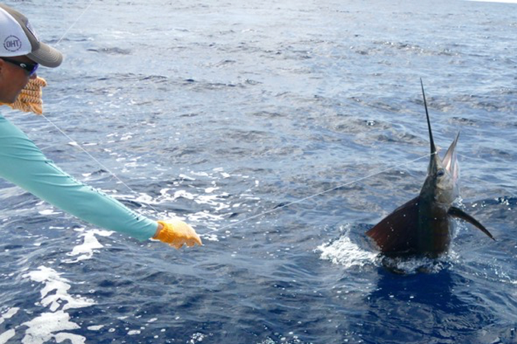 Sailfish jumping