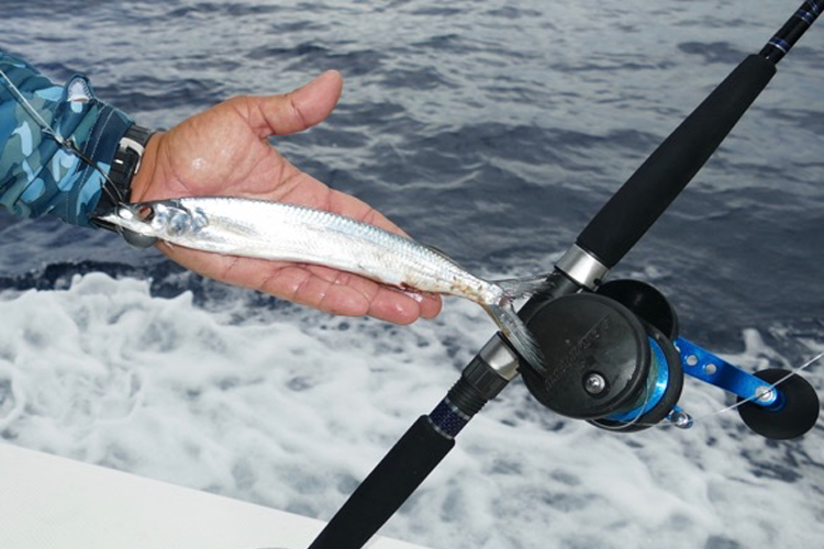 Small bait for the Sailfish